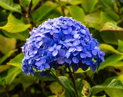 Hortensia en flor en una maceta