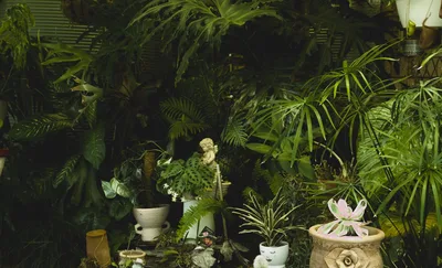 Planta verde de interior en maceta de barro