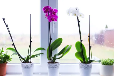 Orquídea blanca en maceta de cerámica